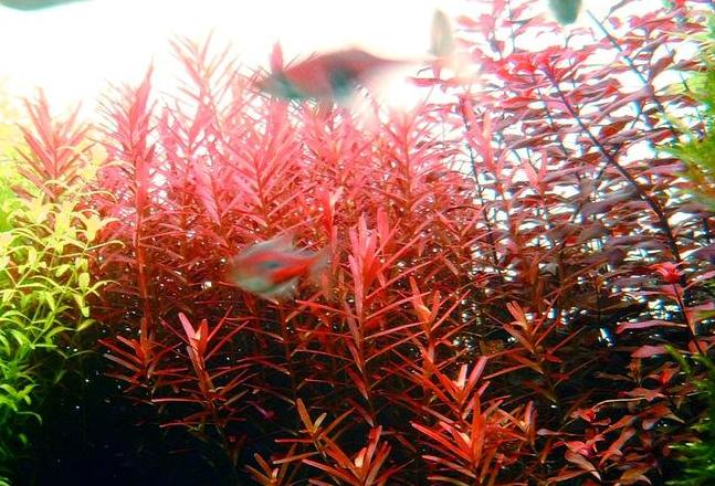 养红水草不愁！无CO2养护攻略及推荐水草