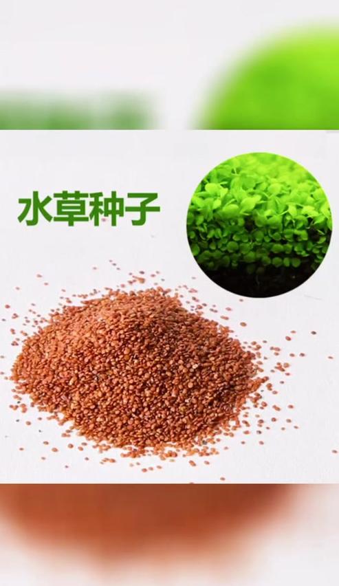 如何种植美丽的睡莲及水生植物
