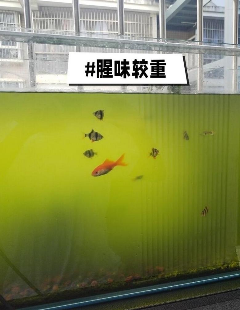 鱼缸水质突然变浑浊的原因及应对方法