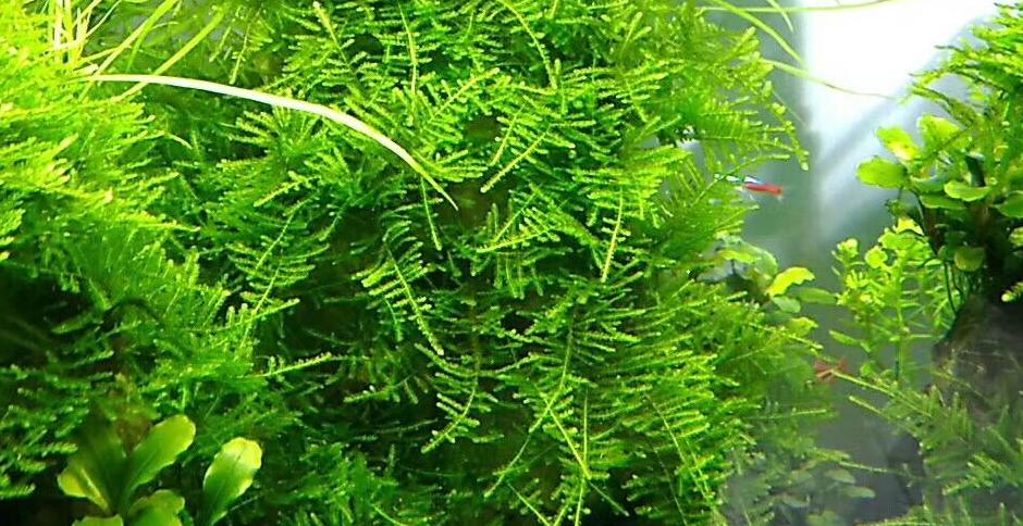 莫斯水草种植技巧及冬季生存秘诀