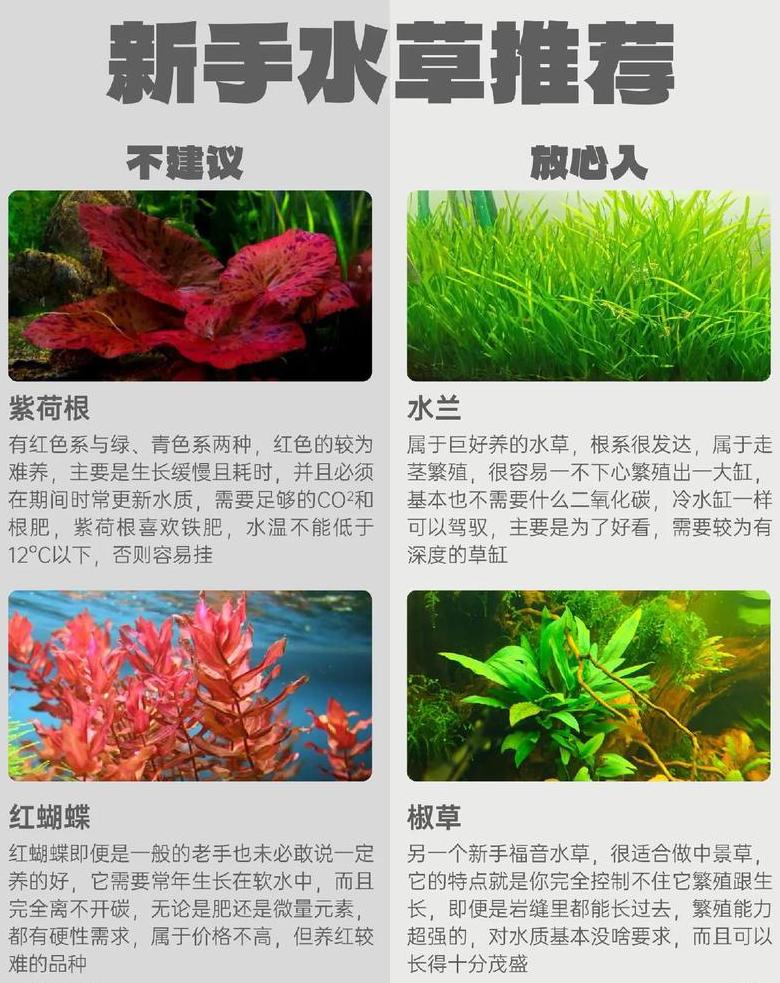 十大易养水草推荐：水族箱造景必备！