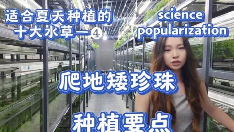 矮珍珠水草种植与固定技巧详解