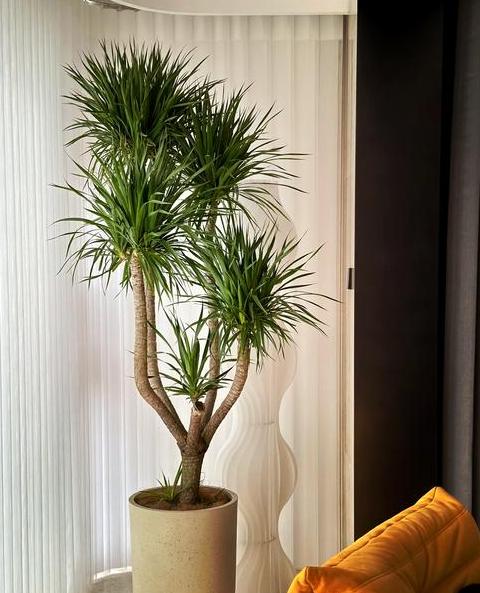 卧室除甲醛植物推荐指南