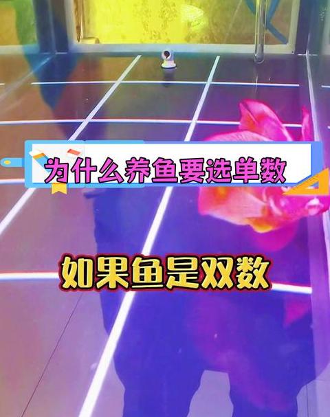 养鱼风水禁忌：为何双数鱼不宜养