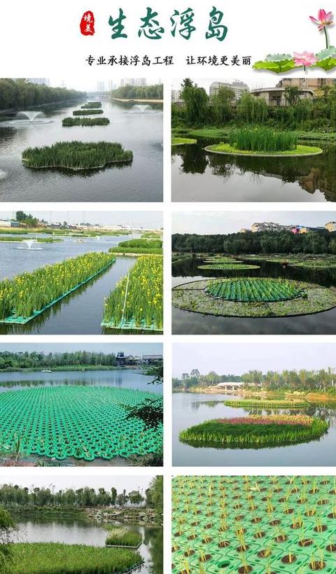 鱼池水草增氧指南：选择与养护技巧